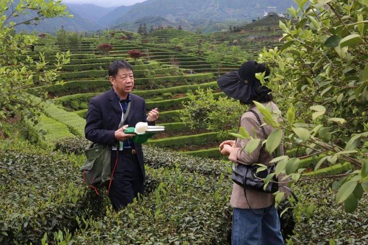 一人一天能采茶三四百斤!省政协"送科技下乡"把春茶机采技术送到家
